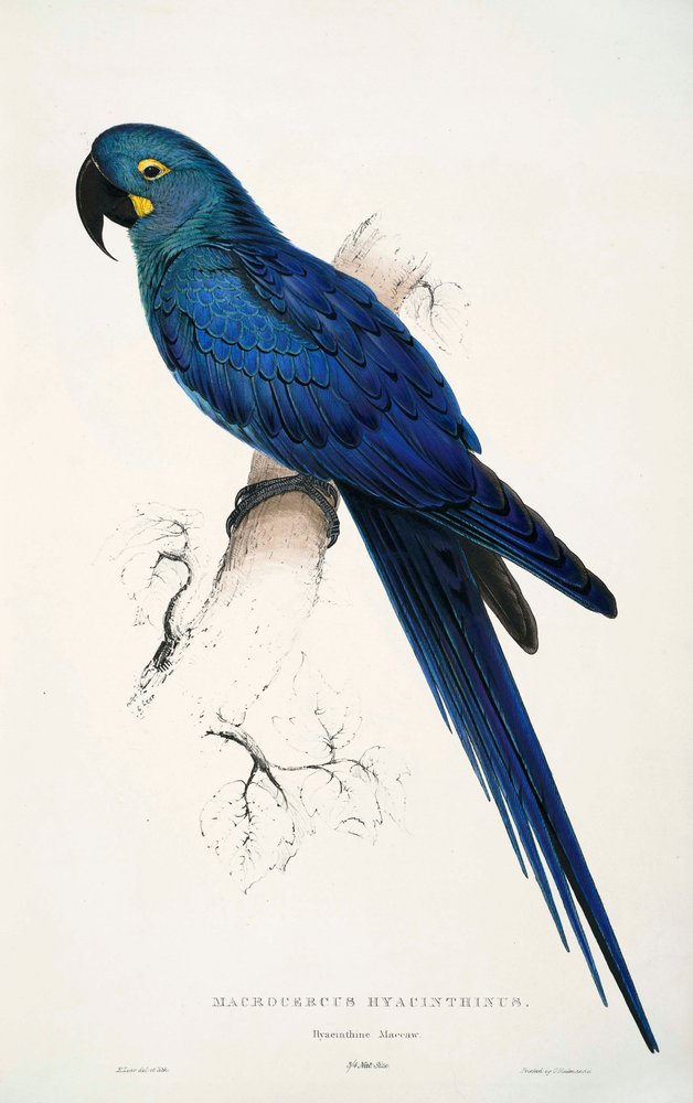 Edward Lear - Anodorhynchus